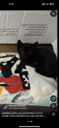 Reunited Female Cat last seen Lake fenwick 251st pl, Kent, WA 98032