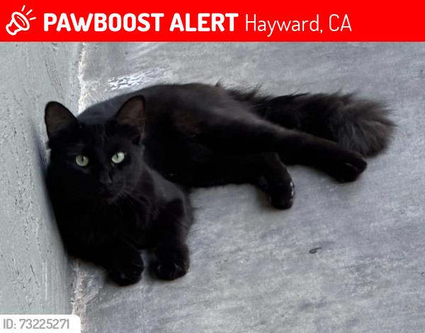 Lost Male Cat last seen Blossom way/Western Blvd, Hayward, CA 94541