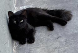 Lost Male Cat last seen Blossom way/Western Blvd, Hayward, CA 94541