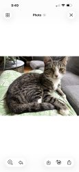 Found/Stray Female Cat last seen Putnam’s Water View, Goffstown, NH 03045
