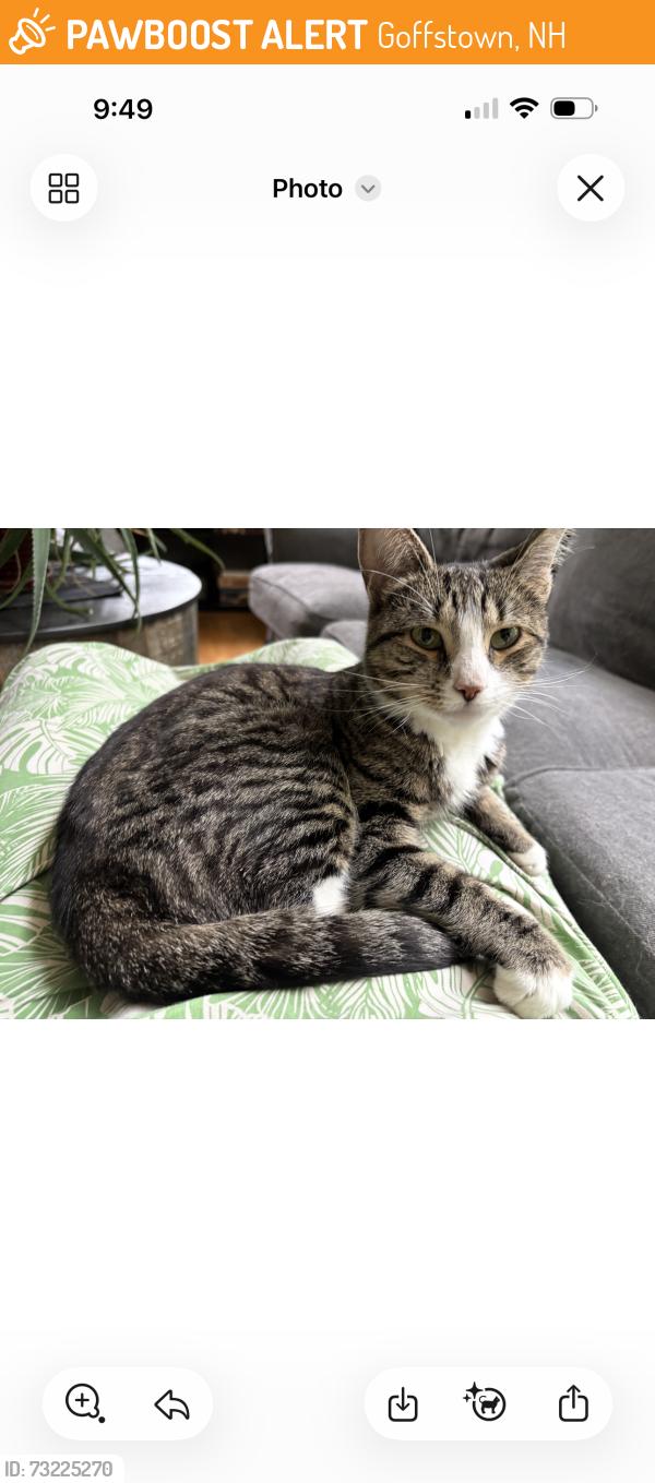 Found/Stray Female Cat last seen Putnam’s Water View, Goffstown, NH 03045