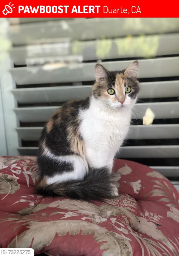 Lost Female Cat last seen Opal and Mel Canyon RD, Duarte, CA 91010