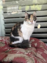 Lost Female Cat last seen Opal and Mel Canyon RD, Duarte, CA 91010