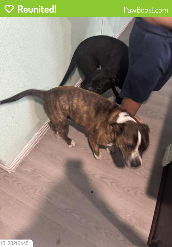 Reunited Male Dog last seen Edd rd and seagoville rd, Dallas, TX 75253