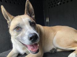Shelter Stray Male Dog last seen Near BLK E JANICE ST, LONG EBACH, CA, 90805, 7700 E Spring St, Long Beach, CA 90815, USA