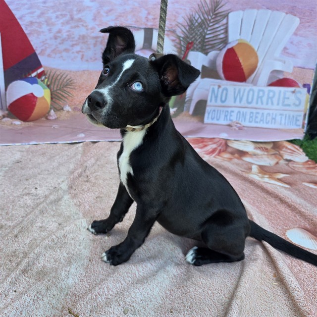 Shelter Stray Female Dog last seen Near BLK DE FOREST AVE, LONG BEACH, CA 90805, 7700 E Spring St, Long Beach, CA 90815, USA