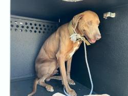 Shelter Stray Male Dog last seen Near BLOCK BLCK RAVENNA DR, LONG BEACH, CA, 90803, 7700 E Spring St, Long Beach, CA 90815, USA