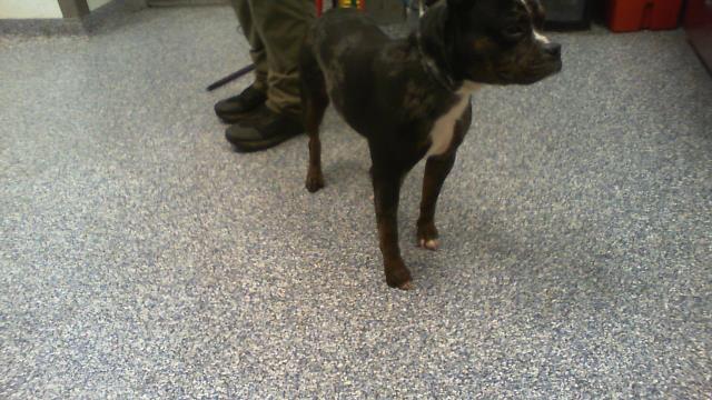 Shelter Stray Male Dog last seen CHARLOTTE, 8315 Byrum Dr, Charlotte, NC 28217, USA