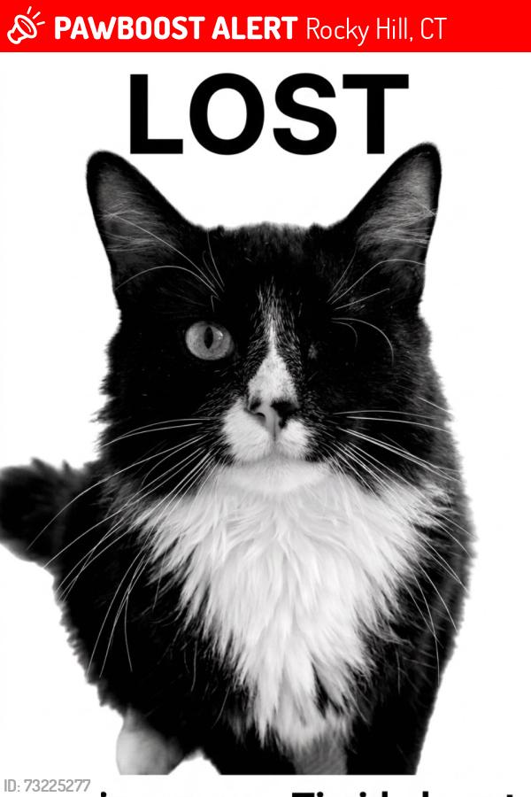 Lost Male Cat last seen Forest street, Main Street, Webber street, Rocky Hill, CT 06067