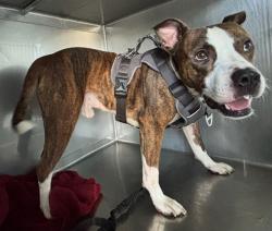 Shelter Stray Male Dog last seen , 4275 Elton St, Baldwin Park, CA 91706, USA