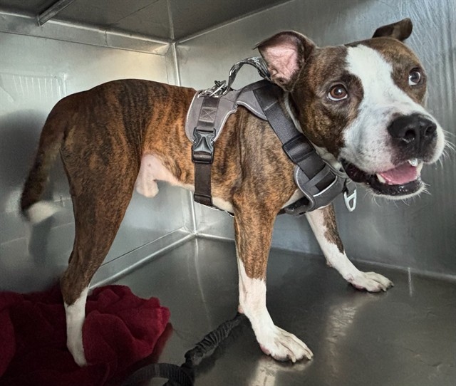 Shelter Stray Male Dog last seen , 4275 Elton St, Baldwin Park, CA 91706, USA