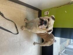 Shelter Stray Male Dog last seen Near BLOCK REITH RD, KENT WA 98032, 21615 64th Ave S, Kent, WA 98032, USA