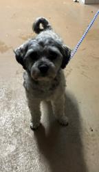 Shelter Stray Male Dog last seen , 130 Beyer Way, Chula Vista, CA 91911, USA
