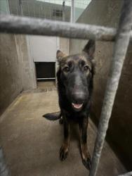 Shelter Stray Female Dog last seen , 14409 Vanowen St, Van Nuys, CA 91405, USA