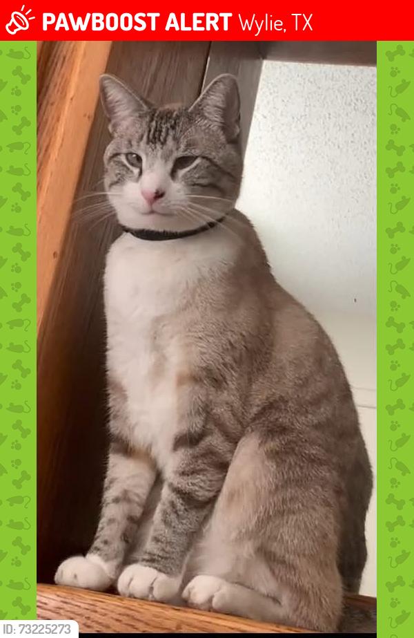 Lost Male Cat last seen Winding Oak Dr, Wylie, TX 75098