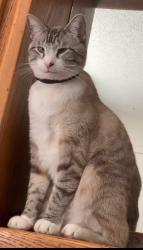 Lost Male Cat last seen Winding Oak Dr, Wylie, TX 75098