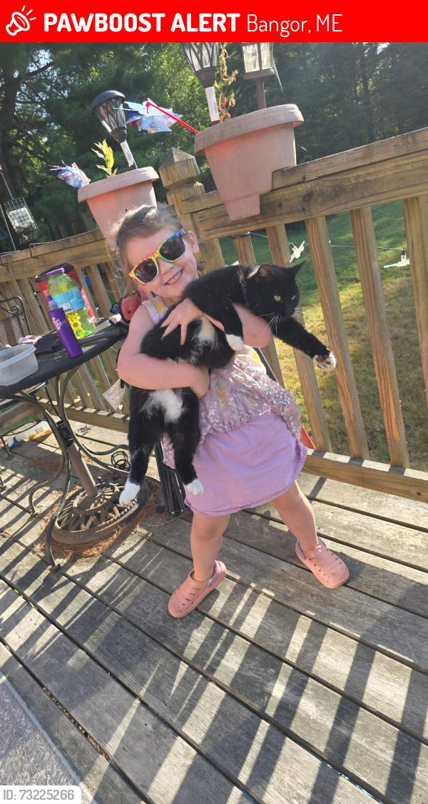 Lost Female Cat last seen Shepherd and airdale, Bangor, ME 04401