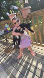 Lost Female Cat last seen Shepherd and airdale, Bangor, ME 04401