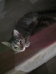 Found/Stray Unknown Cat last seen Near Pennsylvania street south houston, South Houston, TX 77587