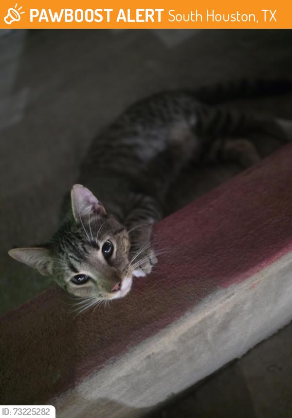 Found/Stray Unknown Cat last seen Near Pennsylvania street south houston, South Houston, TX 77587