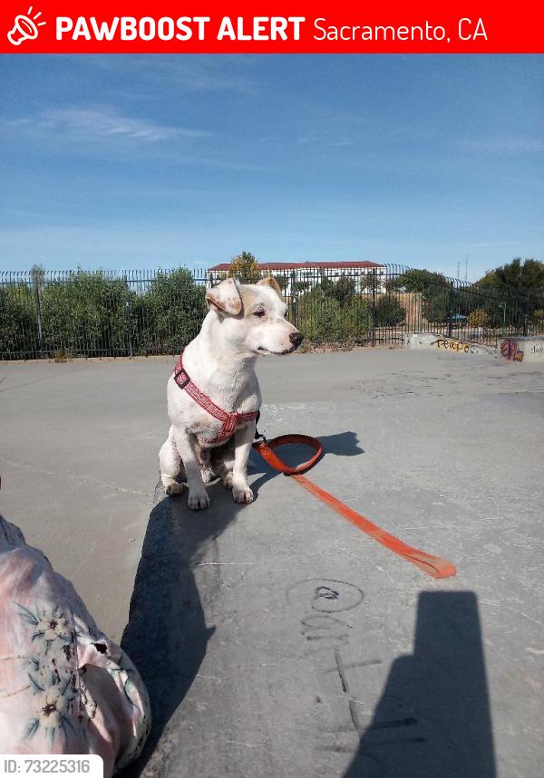 Lost Male Dog last seen Power inn road and Folsom boulevard, Sacramento, CA 95826