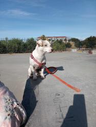 Lost Male Dog last seen Power inn road and Folsom boulevard, Sacramento, CA 95826