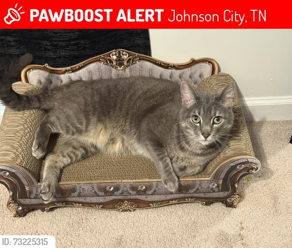 Lost Male Cat last seen Near s Austin springs rd, Johnson City, TN 37601