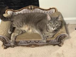 Lost Male Cat last seen Near s Austin springs rd, Johnson City, TN 37601