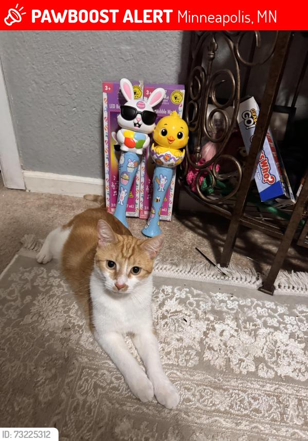 Lost Male Cat last seen Near and Oakland, Minneapolis, MN 55407