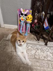 Lost Male Cat last seen Near and Oakland, Minneapolis, MN 55407