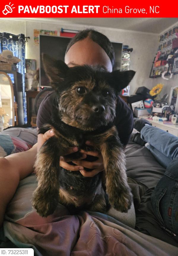 Lost Female Dog last seen China grove, China Grove, NC 28023
