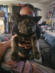 Lost Female Dog last seen China grove, China Grove, NC 28023