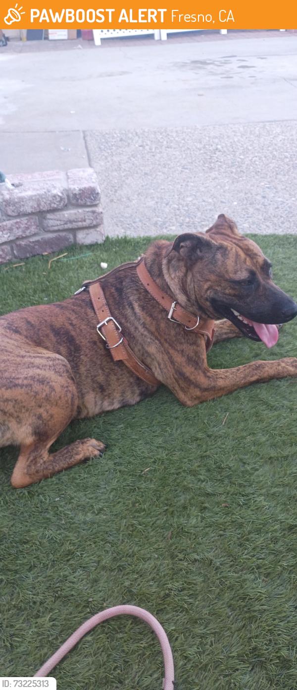 Found/Stray Female Dog last seen Ashlan & Cornielia, Fresno, CA 93722