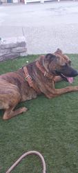 Found/Stray Female Dog last seen Ashlan & Cornielia, Fresno, CA 93722