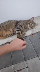 Lost Unknown Cat last seen Near Broken Sound Pkwy NW, Boca Raton, FL 33487