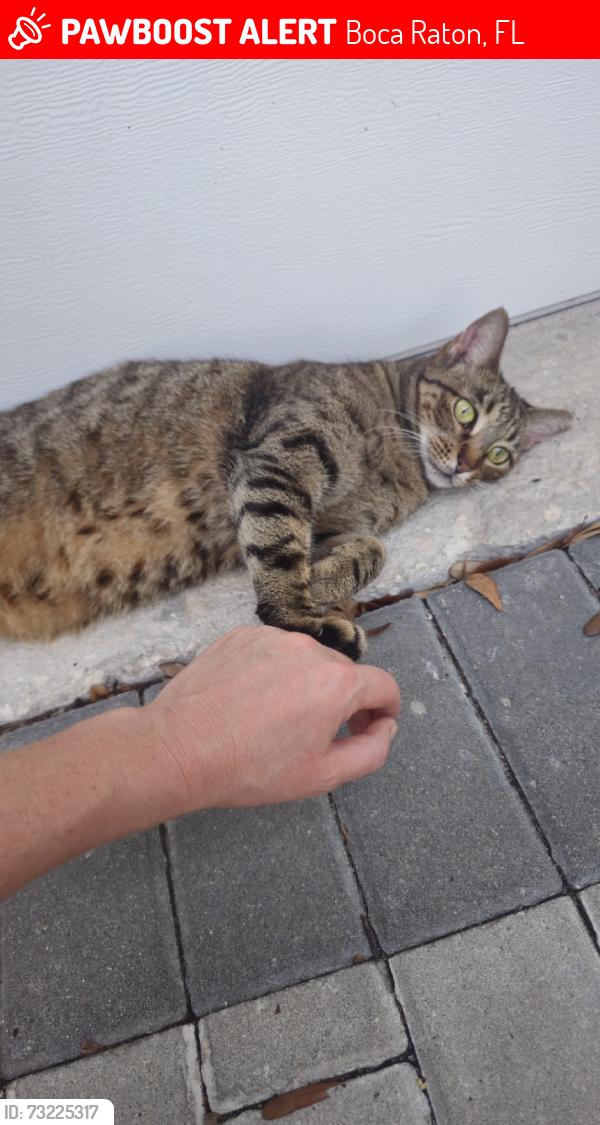 Lost Unknown Cat last seen Near Broken Sound Pkwy NW, Boca Raton, FL 33487