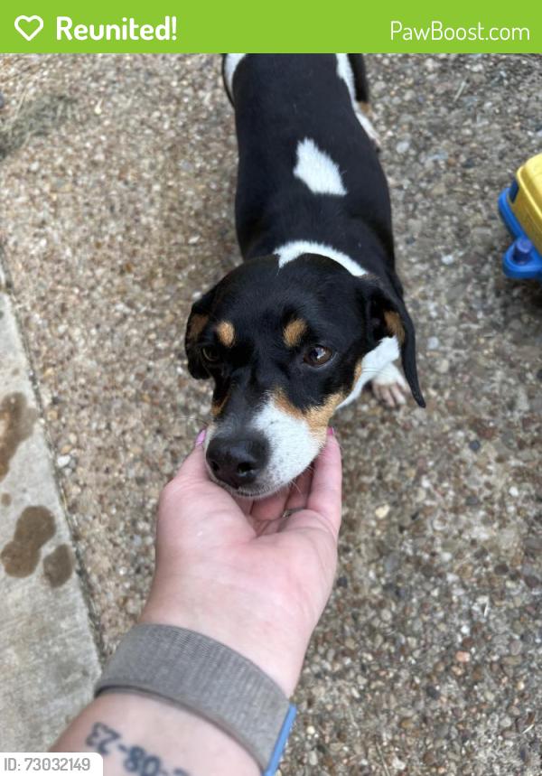 Reunited Female Dog last seen Cleburne elementary school, Cleburne, TX 76033