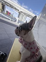 Lost Female Dog last seen Near N 30th Ave Phoenix,, Phoenix, AZ 85017