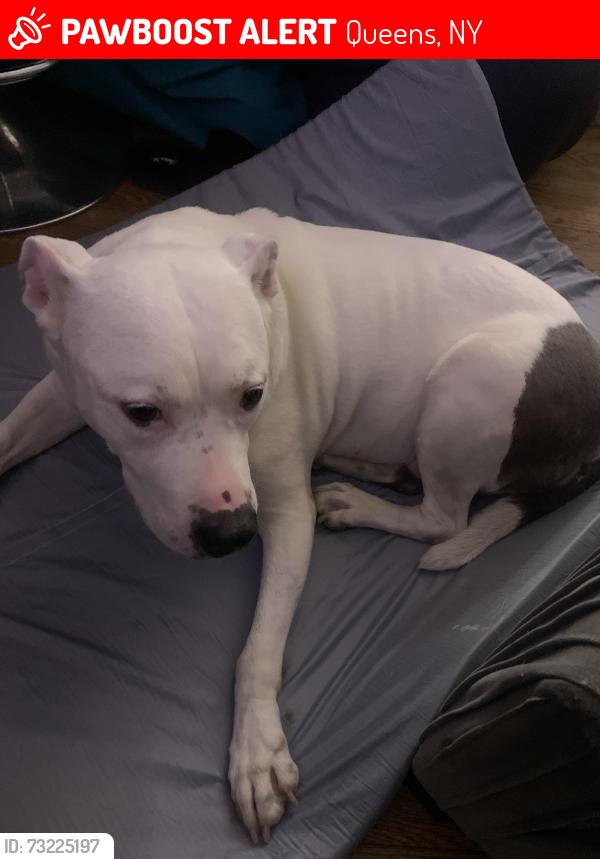Lost Female Dog last seen Last Seen Near : Quencer and Murdock going towards Farmers Blvd from Mangin Avenue, Queens, NY 11412