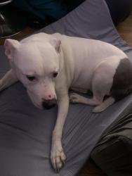 Lost Female Dog last seen Last Seen Near : Quencer and Murdock going towards Farmers Blvd from Mangin Avenue, Queens, NY 11412