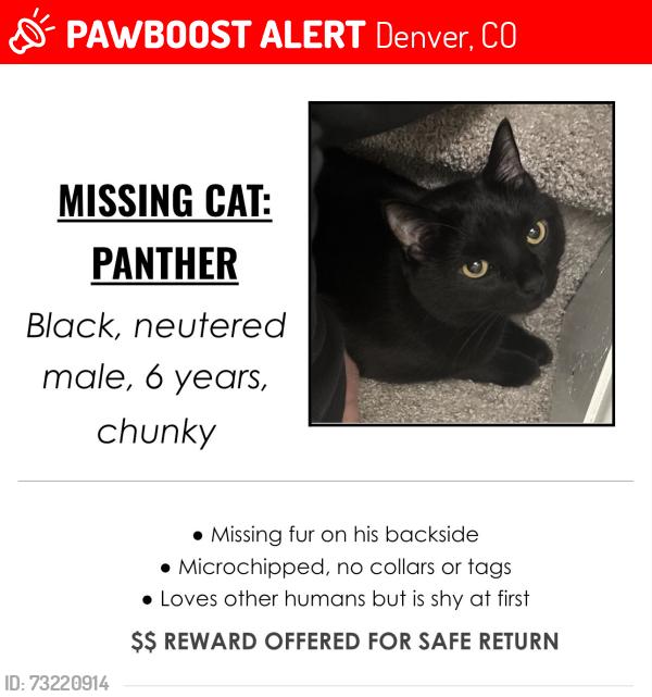 Lost Male Cat last seen 26th and Kipling near Crown Hill, Denver, CO 80215