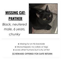 Lost Male Cat last seen 26th and Kipling near Crown Hill, Denver, CO 80215
