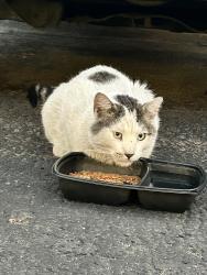 Found/Stray Unknown Cat last seen Havana and Dartmouth, Revive at Nine Mile, Kennedy golf course, Denver, CO 80014