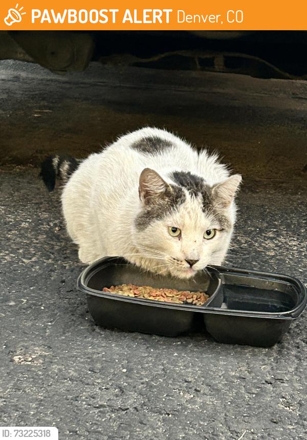 Found/Stray Unknown Cat last seen Havana and Dartmouth, Revive at Nine Mile, Kennedy golf course, Denver, CO 80014