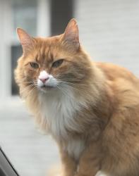 Lost Male Cat last seen Thrift Pl and Hollywood Dr, Decatur, Georgia,, Scottdale, GA 30033