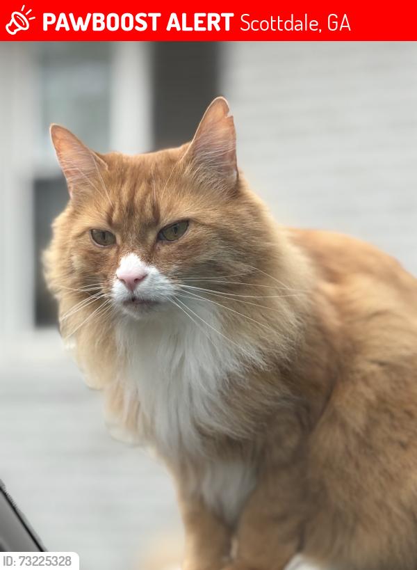 Lost Male Cat last seen Thrift Pl and Hollywood Dr, Decatur, Georgia,, Scottdale, GA 30033