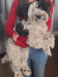 Reunited Male Dog last seen Pabco and sunset, Henderson, NV 89011