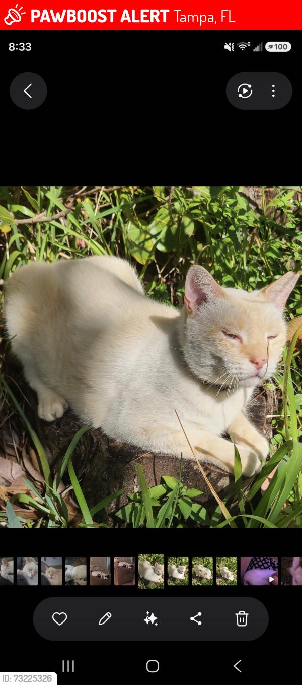 Lost Male Cat last seen Grafton pl, Tampa, FL 33625