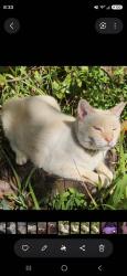 Lost Male Cat last seen Grafton pl, Tampa, FL 33625