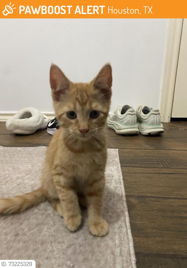 Found/Stray Unknown Cat last seen Driftwood Park Drive and Kirkland Woods, Houston, TX 77095